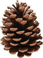 pinecone.jpg