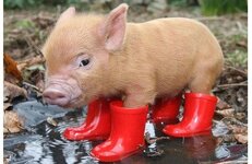 Pig in Boots.jpg