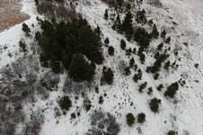 MAX_0008 wolf and elk resized.jpg