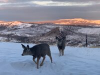 17 Deer.jpg