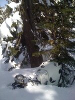 treehole.jpg