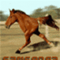 Longhorse